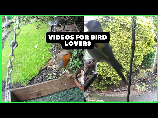 Garden Bird Videos For Bird Lovers