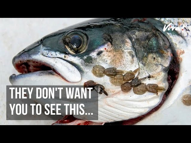 Here's What Really Goes on in UK Salmon Farms