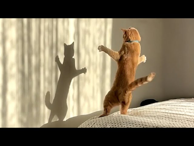 The Most dramatic cats moments ever! 😂 Funny Cat Videos 2025 😹