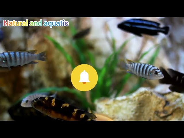 Stunning 4K Aquarium Fish | Rare and Colorful Aquatic Fish in Ultra HD #trendingnow