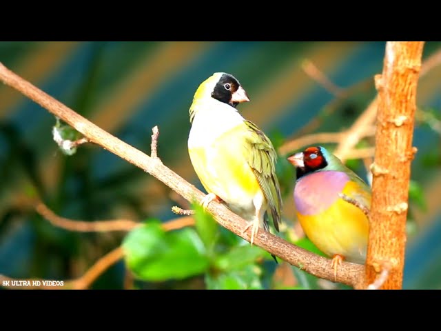 8k video ultra hd 120 fps nature relaxation video wildlife animals and birds, 8K ULTRA HD VIDEO