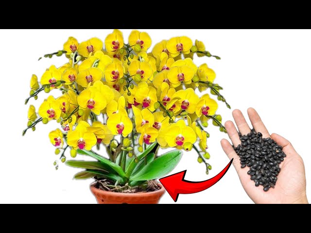 It is very simple to create an organic fertilizer rich in nutrients to keep orchids healthy