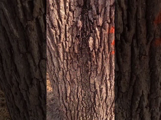 2 different felling techniques on 1 Tree