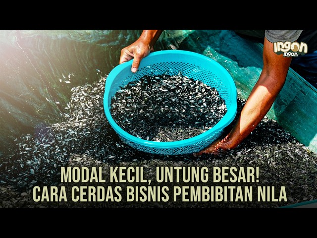 Modal Kecil, Untung Besar! Cara Cerdas Bisnis Pembibitan Ikan Nila di Kolam Tanah!