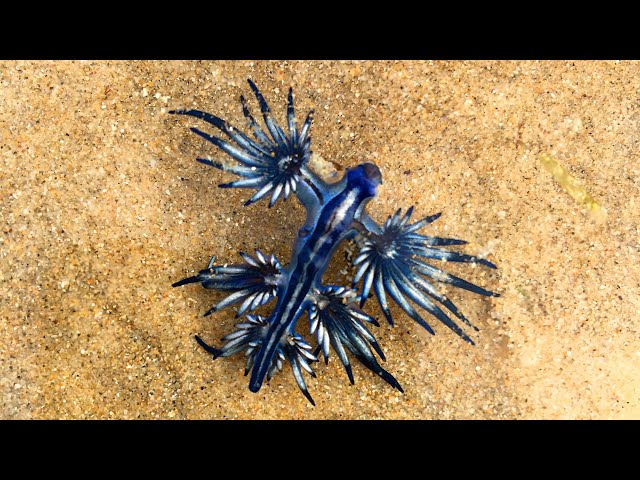 The Blue Dragon - Nudibranch (Inspiration for Stormterror Dvalin from Genshin Impact?)