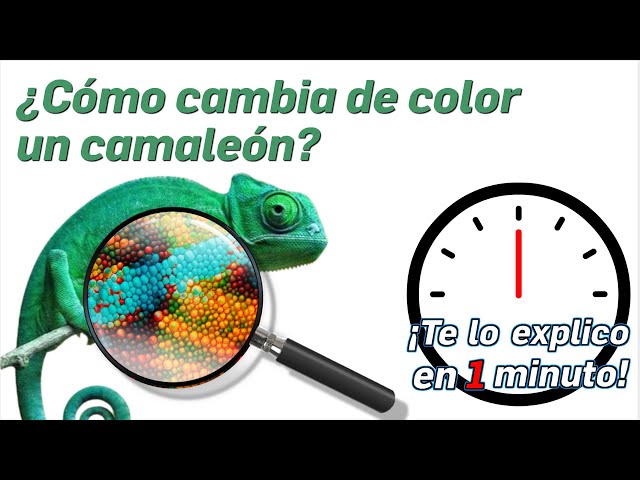 106.- ¿Cómo cambia de color un camaleón? - ¡Te lo Explico En Un Minuto!