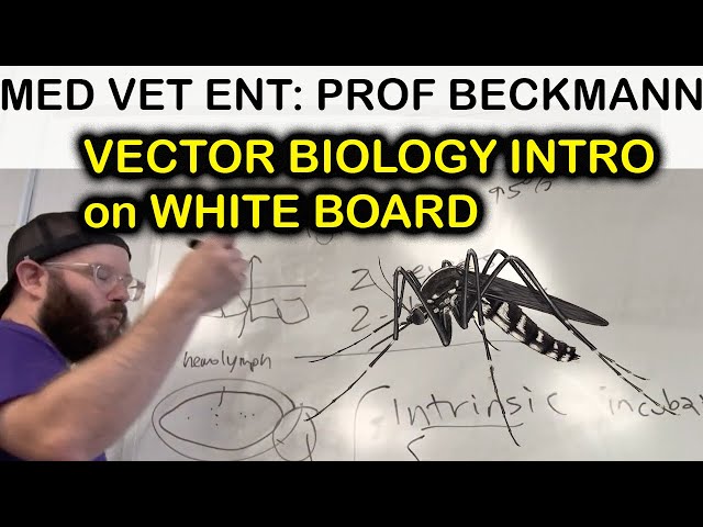 Vector Biology - 101 - white board talk