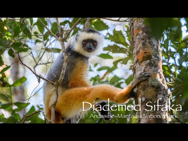 Diademed sifaka's - Andasibe Mantadia National Park - Madagascar 4K HDR