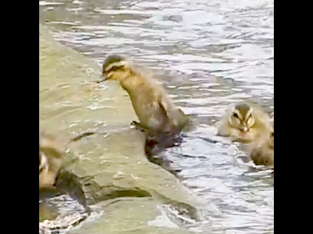 Cute & funny moments of baby ducks. A delicate balance