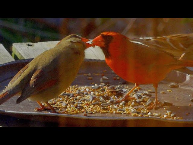 The Northern Cardinal in Love with his Female / Mating Season / Adventure Birds Nature 4K UHD HDR