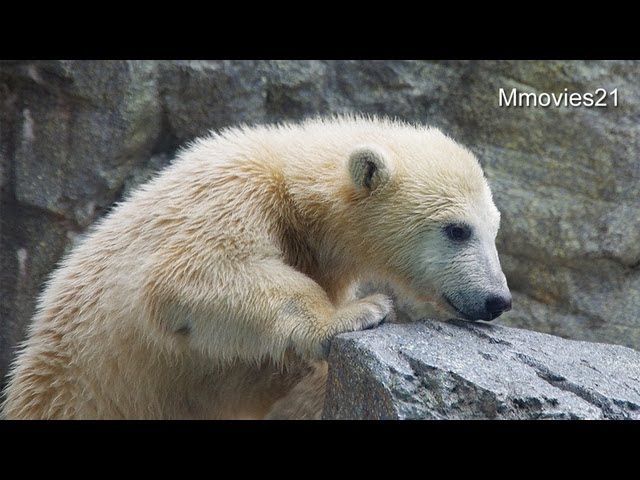 ホッキョクグマ親子　クルミとミルクの授乳タイム(男鹿水族館GAO)