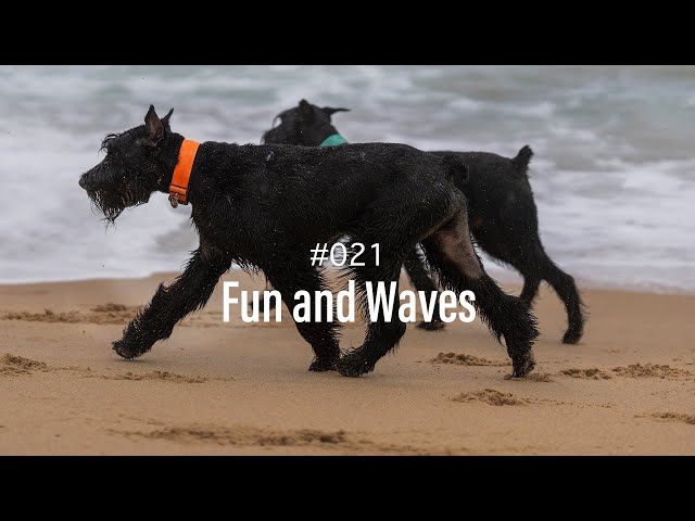 Weekend with Giant Schnauzers at the beach | Ep. 21