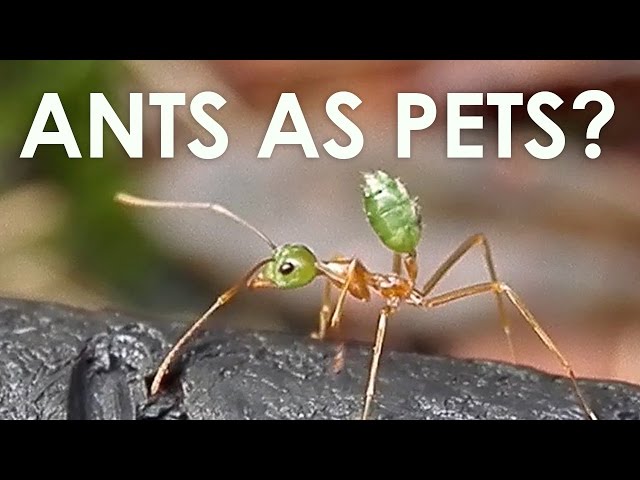 Keeping Ants as Pets