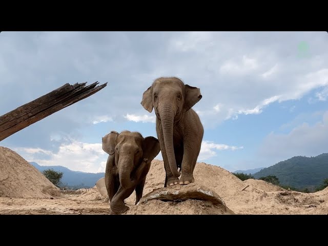 Chana’s Playful Adventures with Super Nanny Kabu - ElephantNews