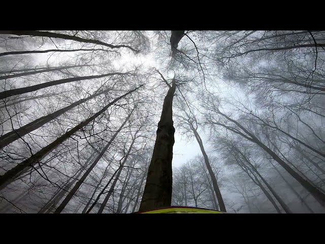 Laubholzernte Januar 06 2025 #wood #buche #timber #forst #forestry #chainsaw #husqvarna #wald