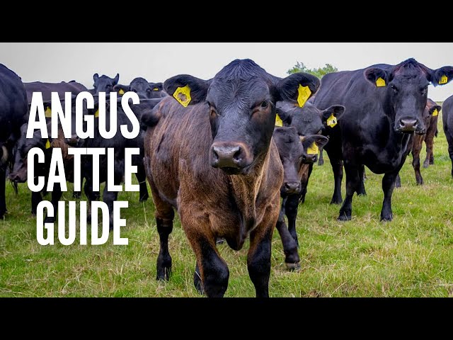 Angus Cows – Breed Profile, Facts and Care