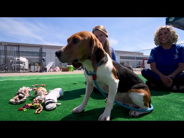 Meet Fin, the last beagle! (4,000 beagles)