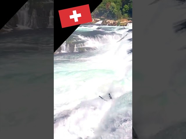 Rhine Falls Switzerland #Shorts