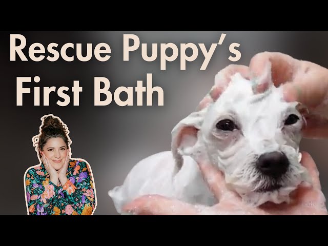 Rescue Puppy's First Bath ASMR