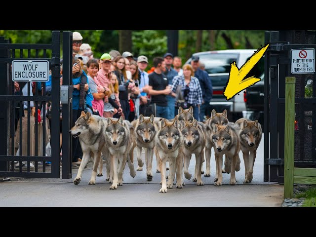 People released 14 Canadian wolves into the wild. And saved 100 billion dollars!