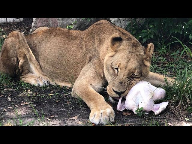 Lion Gets A Turkey In 360!!