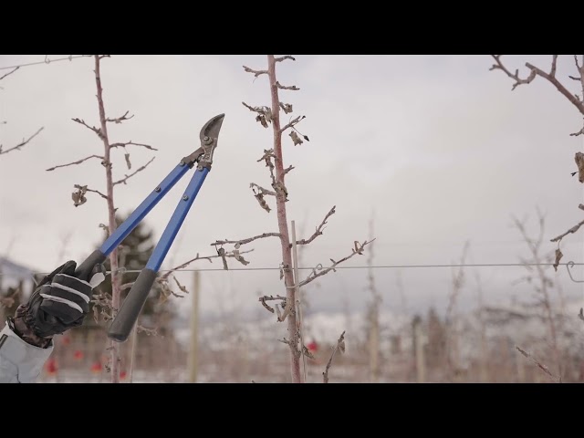 Apple Crop Load Management