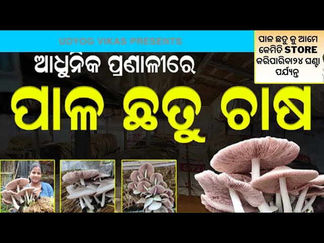 how to store paddy straw mushroom II paddy straw straw mushroom II pala chatu II chatu chasa