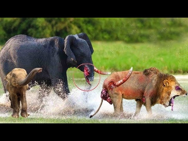 Angry Elephant attacks Lion very hard || Wild animals attack