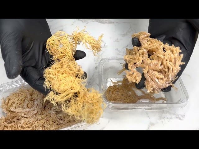 The Difference Between Real Sea Moss And Fake Sea Moss!