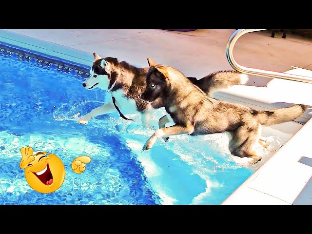 The Funniest Animal Videos of 2025 😁 Funny Dogs and Cats Make You Unable To Stop Laughing😻🐶 - Part 4