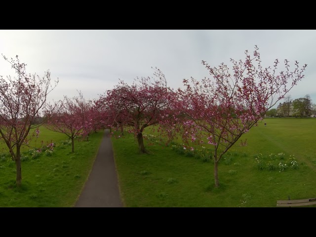 The Harrogate Stray