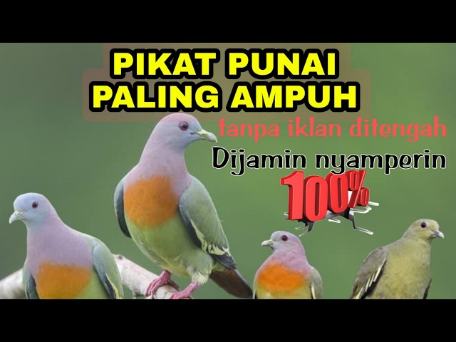 SUARA BURUNG PUNAI PIKAT DIJAMIN AMPUH 100%