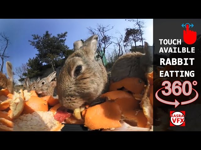 360 VR rabbit video clip 360 VR movies virtual reality