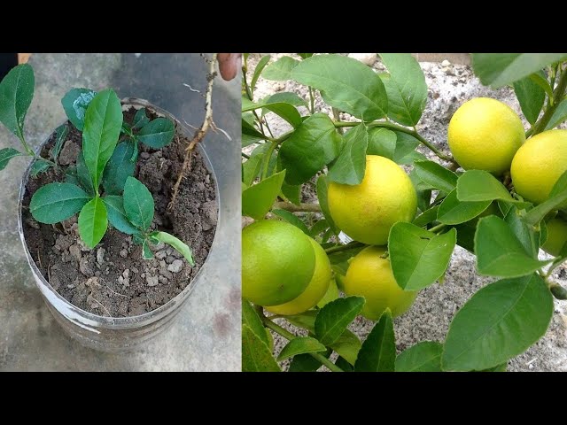 How to grow lemon tree from seeds | Propagation of lemon tree easy to grow