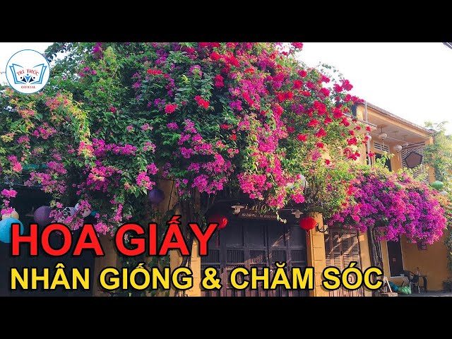 Hoa Giấy - Nhân Giống & cách Chăm Sóc Ra Hoa Quanh Năm | trithucofficial