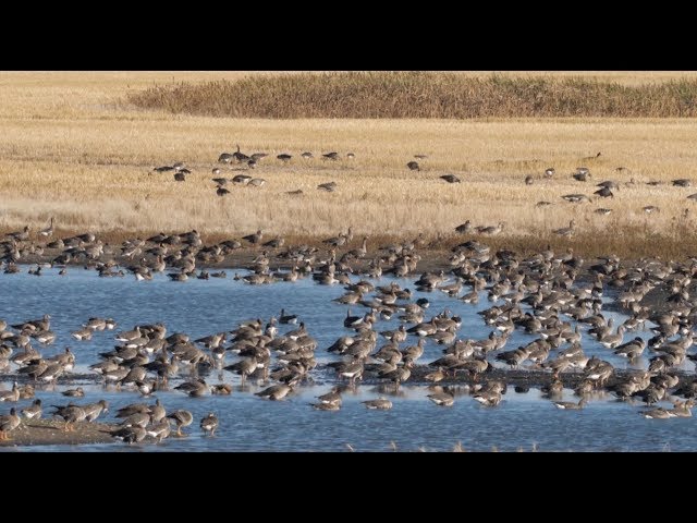 Hired to Hunt Season 4 #4:  #hittinthefeet - Goose Hunting and Duck Hunting.  Limit Hunts in Alberta