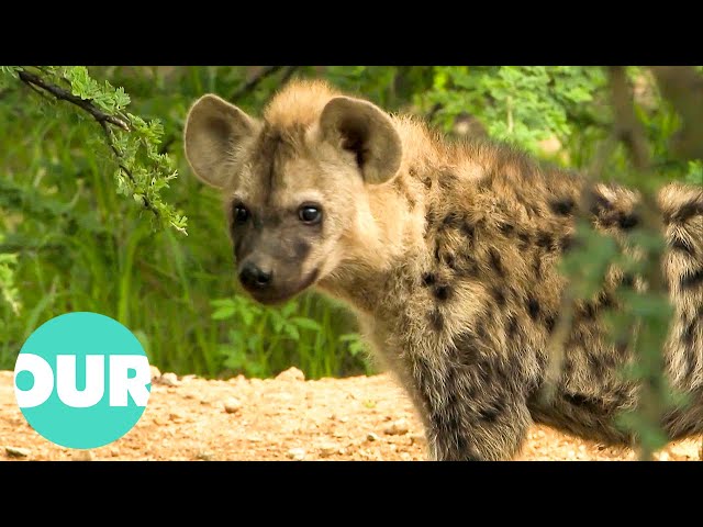 Hyena & Cub Family Killed By Lions (Emotional Story) | Animal Kingdom | Our World