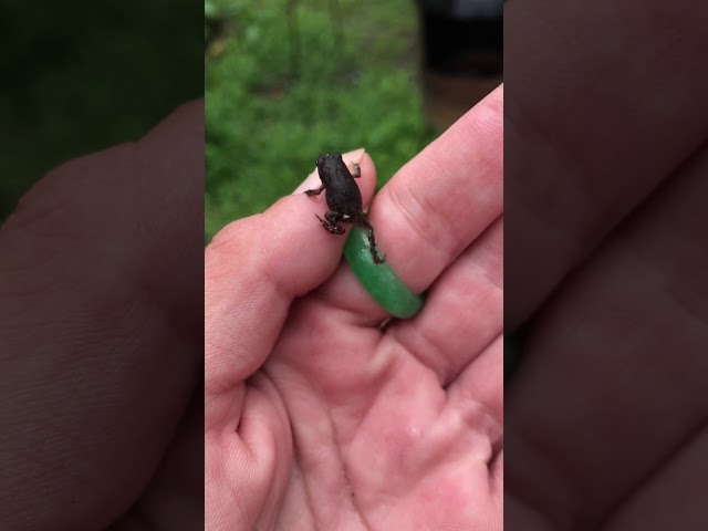 Tiny frog that lives in my pond