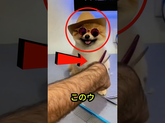 犬の髭剃りショック！😱✂️🐶