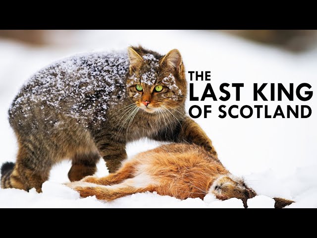 Scotland’s Wild Hunters: The Fierce and Elusive Highland Wildcats.