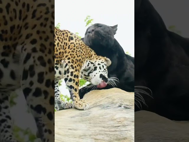 The rescued leopard eventually abandoned her cub.#shorts #leopard #animals #healing #us