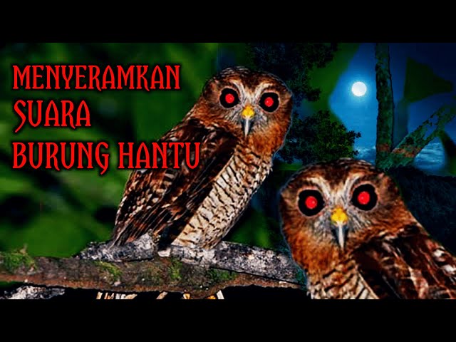 SUARA BURUNG HANTU PALING SERAM || cocok buat anak kecil sudah tidur