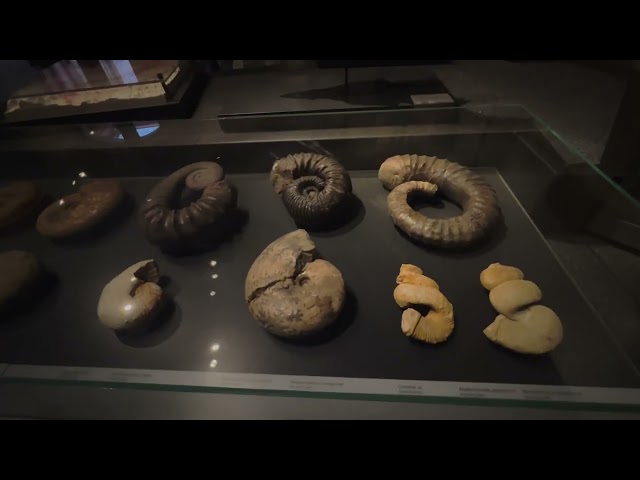 Museu de história natural de Berlin!