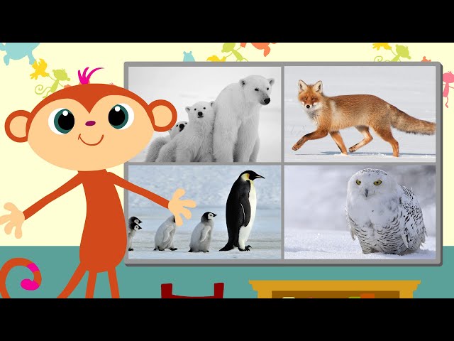 Guess The Winter Animal - Story Zoo | Learning Cartoons For Kids | Kids Shows Club