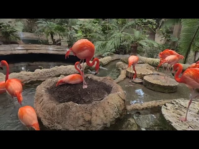 Most beautiful pink flamingos at the Dallas World Aquarium