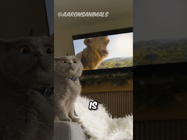 This Cat Hilariously Thinks He’s Mufasa! 🦁 (@aaronsanimals)