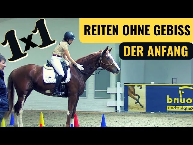 Gebissloses Reiten mit Turnierpferden?! Was muss man beachten? | Waltraud Böhmke Pferd & Jagd