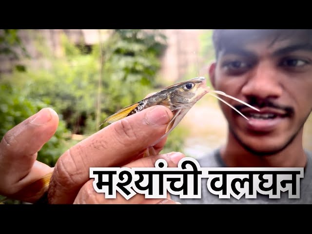 Valgan 2024 😍 || VLOG-05 || माश्यांची वलघन || #valghan #agrikolivlog #viral #fishing #वलघन #vlog05