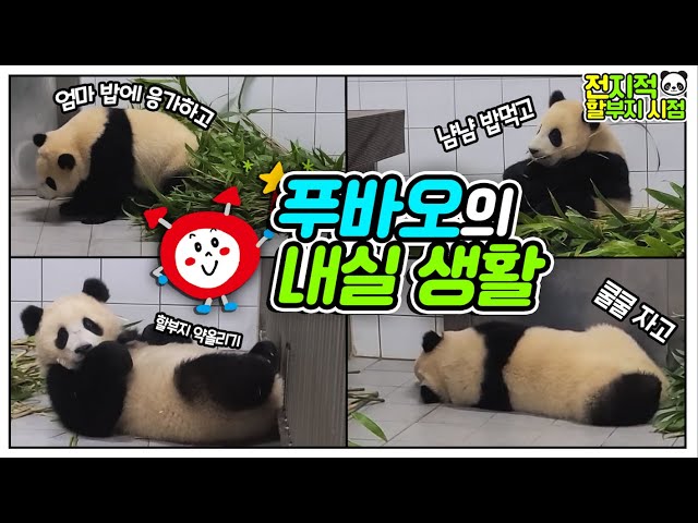 [Omniscient grandpa viewpoint] Fubao and Ai Bao's life at home🐼│Everland Panda Fubao