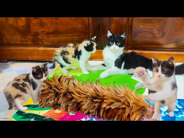 Kittens' Cutest Moments: Caught On Camera!